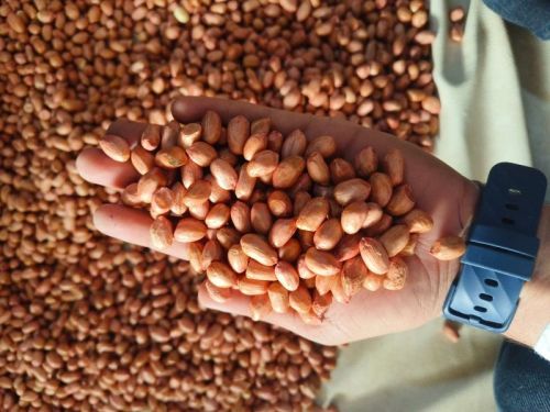 Natural Java Peanuts, Packaging Type : PP Bag