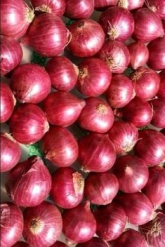 Pink Onion, For Food, Quality Available : A Grade