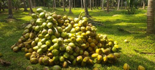 Natural Green Nariyal