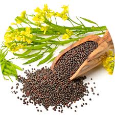 Mustard, For Spices, Cooking