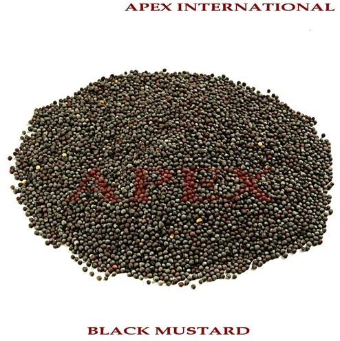 Whole Black Mustard Seeds, For Spices, Cooking, Packaging Type : Plastic Packet