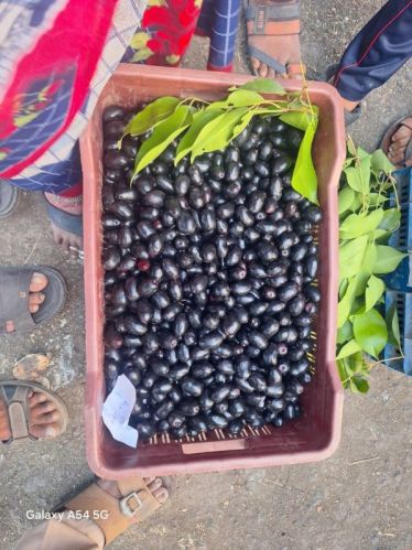 Fresh Jamun, For Health Benefits, Purity : 99.9%