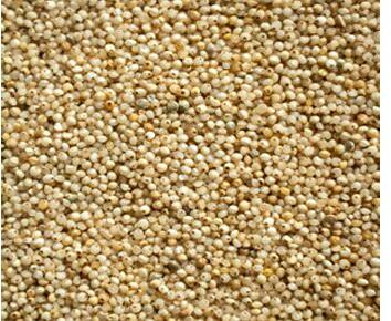 Seeds Barnyard Millet, For Cooking, Shelf Life : 6 Months