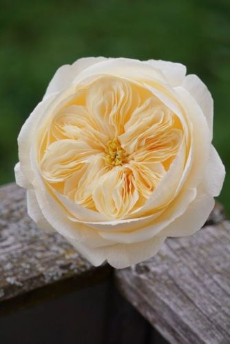 Wax Candles, Speciality : Smokeless, Attractive Pattern, Stylish Design