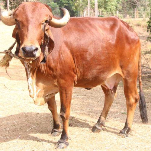 Brown Gir Cow, For Farming