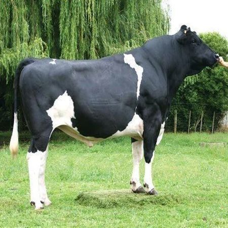 Black HF Bull, For Farming