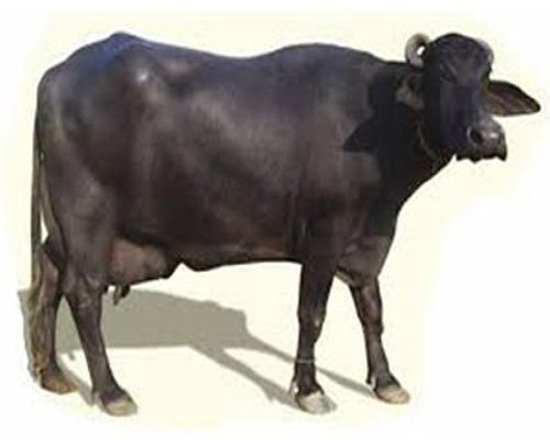 Black Murrah Buffalo, For Farming