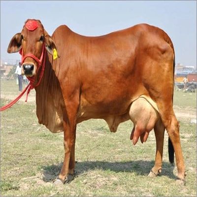 Sahiwal Cow, For Farming, Color : Brown