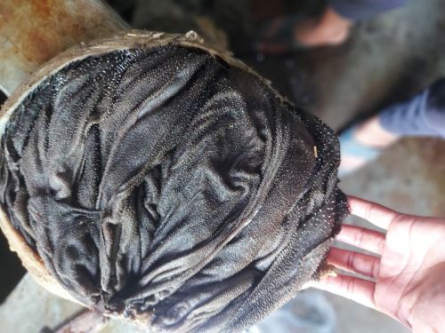 Buffalo Omasum, For Household, Mess, Restaurant, Feature : High Protein, Nature Salted