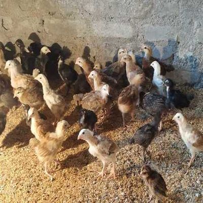 Fighter Chicks, For Poultry Farming, Color : Black, Brown, White