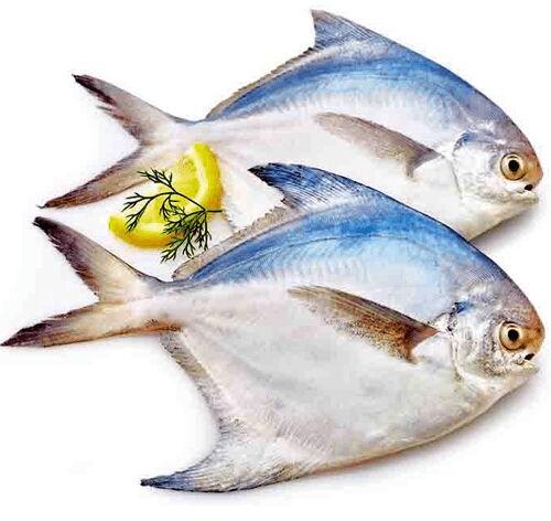 Fresh Pomfret Fish, Color : white