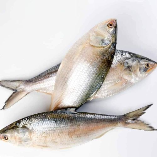 Frozen Hilsa Fish for Cooking, Food