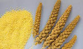 Yellow Natural Browntop Millet Seeds, For Cooking, Packaging Type : Bag