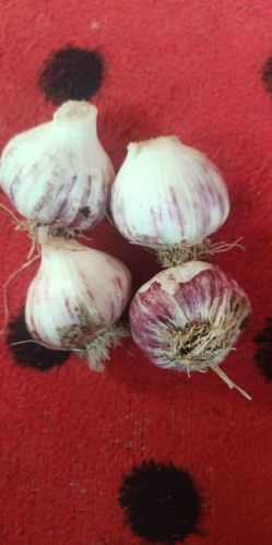 Pink Common Fresh Garlic, For Medicinal/han Consumption, Packaging Size : 25kg