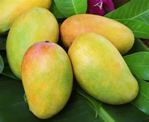 Organic Fresh Kesar Mangoes, Shelf Life : 7 Days