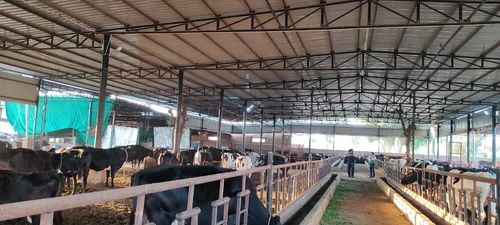 Steel Dairy Farm Shed, For Weather Protection, Feature : Corrosion Resistant, Durable, Fine Finish