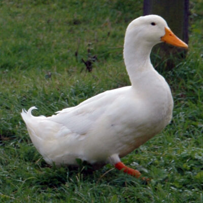 Live White Pekin Duck Chicks, For Farming