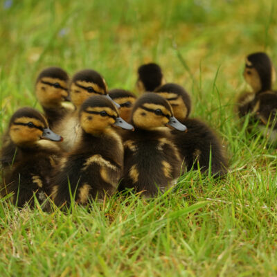 One Day Old Live Duck Chicks, For Farming