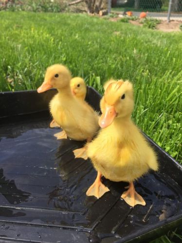 One Day Old Live Yellow Pekin Duck Chicks