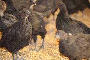 One Month Old Live Kadaknath Chicks, Color : Black