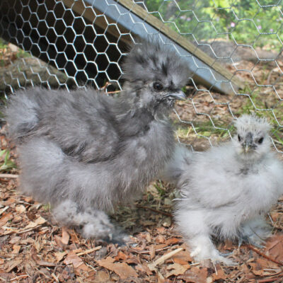 One Month Old Live Silkie Chicks, For Farming, Packaging Type : Corrugated Boxes