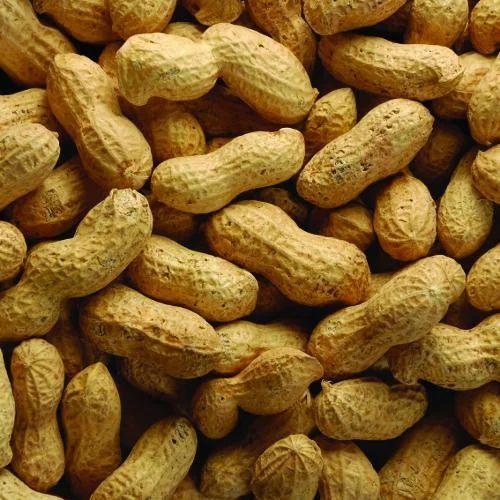 Brownish Common Raw Peanut, Shelf Life : 6months