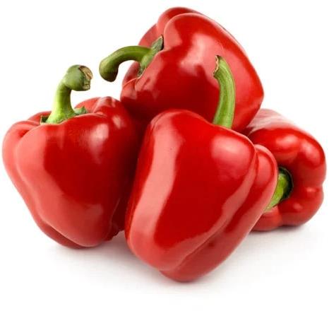 Fresh Red Capsicum, For Cooking, Shelf Life : 10-15 Days