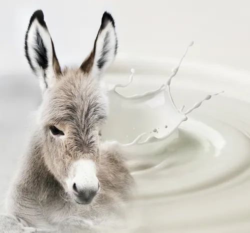 Donkey Milk, Purity : 100%