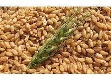 Organic Wheat Seeds, Style : Dried