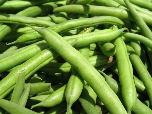 Organic Fresh Green Beans, Packaging Type : Jute Bag