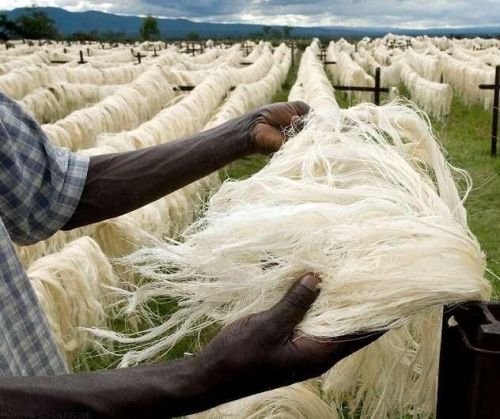 Natural Sisal Fibre, Packaging Type : Roll