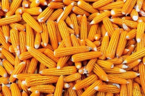 Gmo Organic Common yellow corn, Packaging Type : Pp Bag
