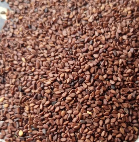 Organic Brown Sesame Seeds, Seed Type : Natural