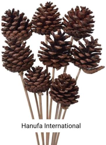 Pine Cones, Feature : Eco-Friendly