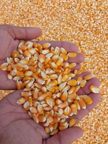 Loose Organic Corn Seeds Maize for Making Popcorn, Human Food, Animal Food, Animal Feed, Cattle Feed