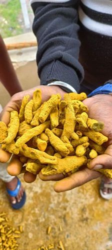 Turmeric finger for Cooking, Spices