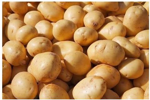 Brown Sugar Free Fresh Potato, For Cooking, Packaging Size : 20 Kg