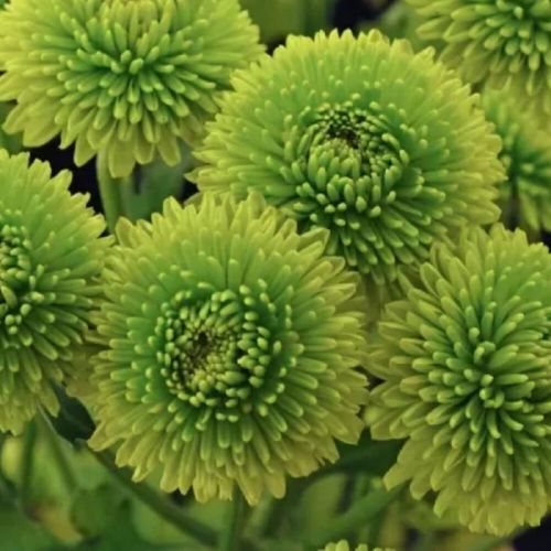 Chrysanthemum Flower, Occasion : Party Weddings