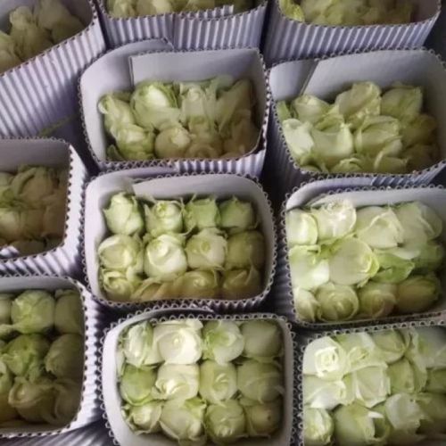 Natural Fresh Flowers White Rose, For Cosmetics, Decoration, Gifting, Shelf Life : 7-10Days