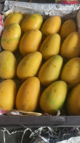 Natural Mango, Packaging Size : 10kg