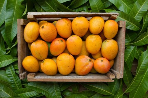 Alphonso Mango, Packaging Size : 5 Kg