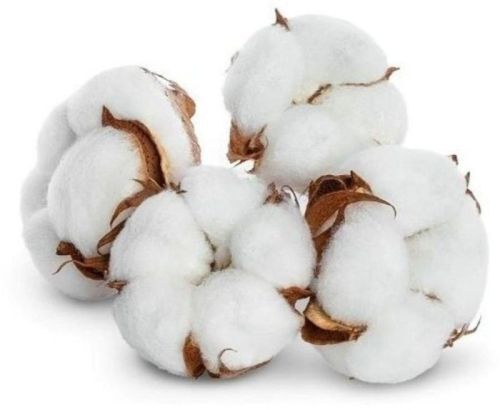 White Raw Cotton, For Textile Industry