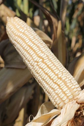 Organic maize, Brand Name : WHITE CORN