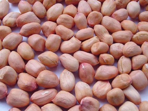 Natural Java Groundnut Kernels For Cooking Use, Making Oil, Direct Consumption
