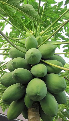 Organic Fresh Papaya, Taste : Sweet