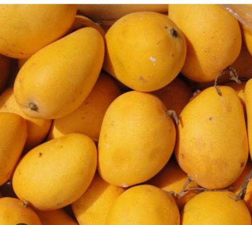 Natural Mango, Packaging Size : 15kg