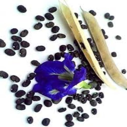 Butterfly Pea Seeds, Color : BLUE, Blue