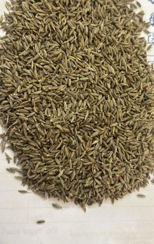 Raw Organic Cumin Seeds, Packaging Size : 5KG