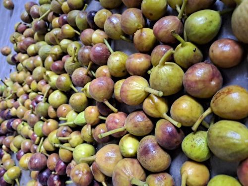 Fresh Organic Anjeer, For Human Consumption, Variety : Purandar Figs