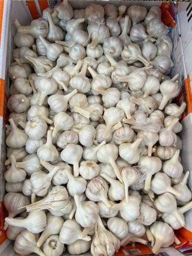 White Natural Fresh Ooty Garlic, For Cooking, Direct Consumption, Packaging Type : Paper Box